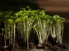micro greens